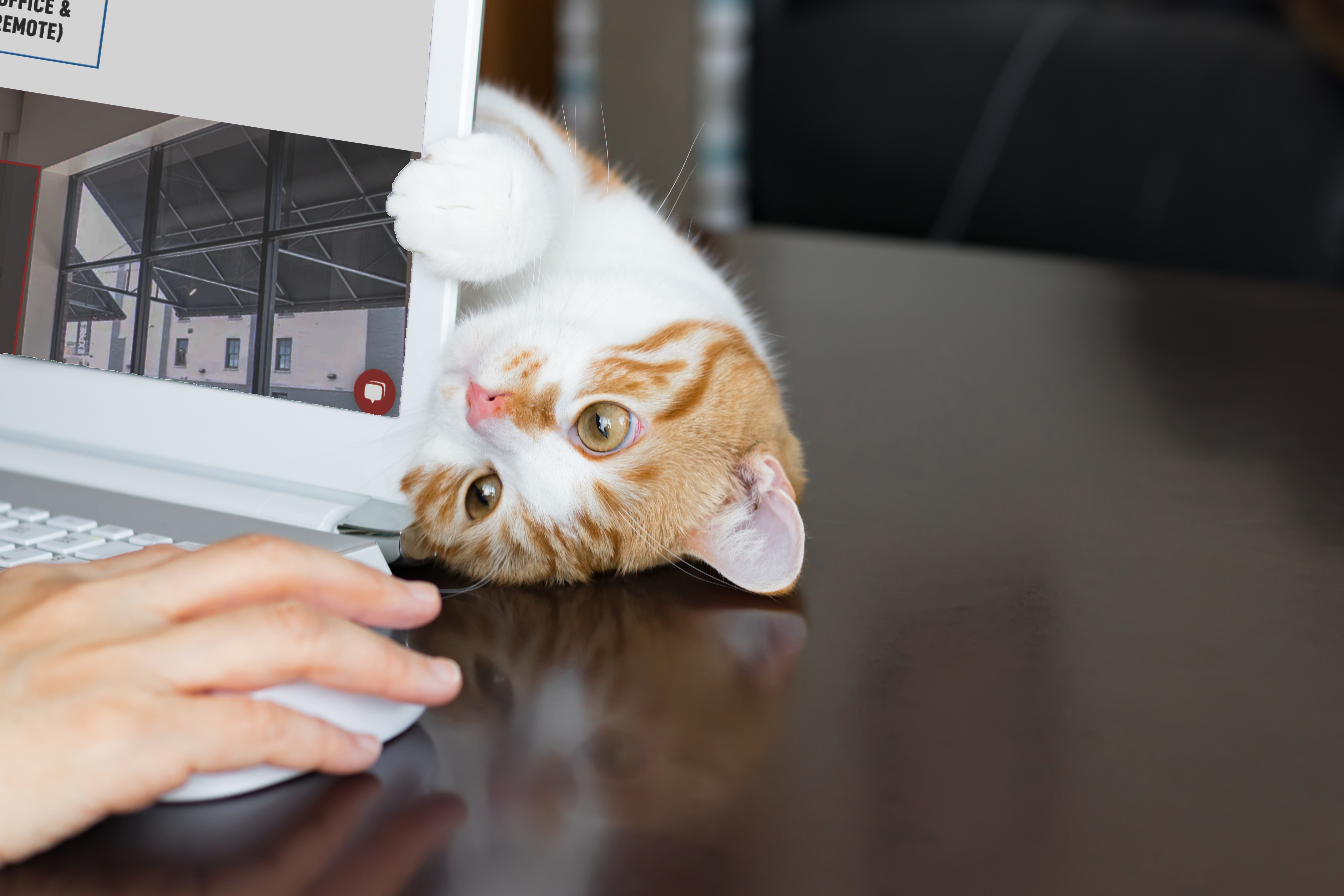 Cat distracting a worker from their job at home